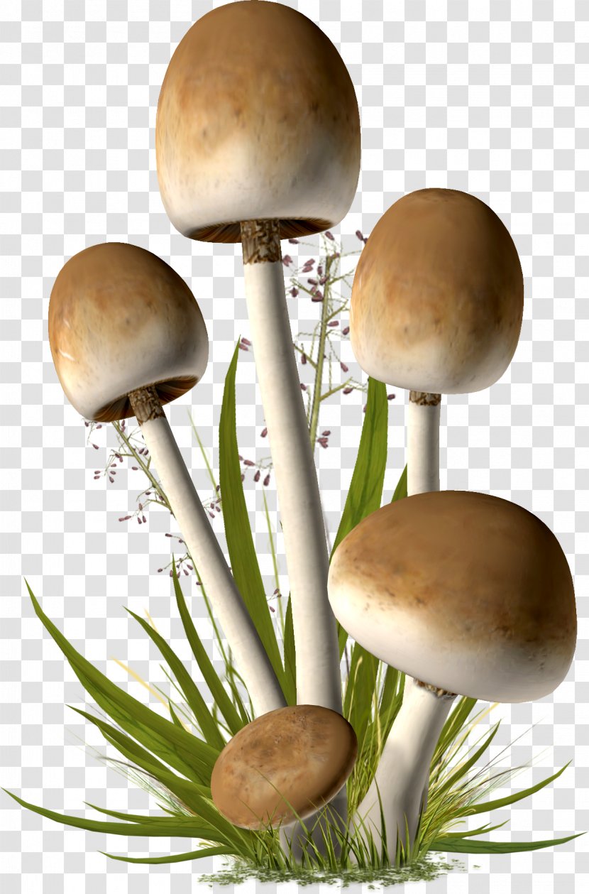 Mushroom Clip Art - Photography Transparent PNG