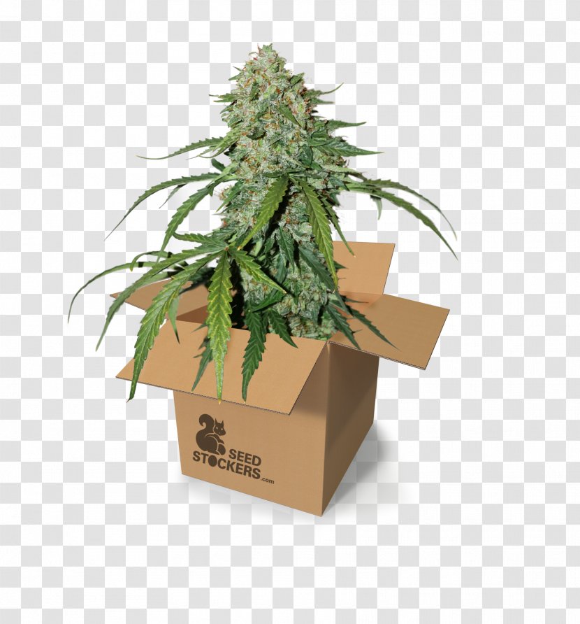 Autoflowering Cannabis Cannabidiol Cultivation Sativa Transparent PNG