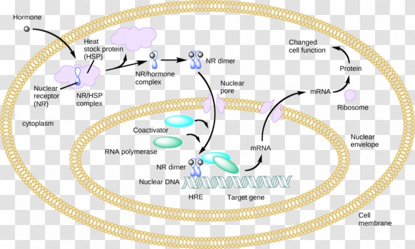 Nuclear Receptor Hormone Cell - Diagram - Signaling Transparent PNG