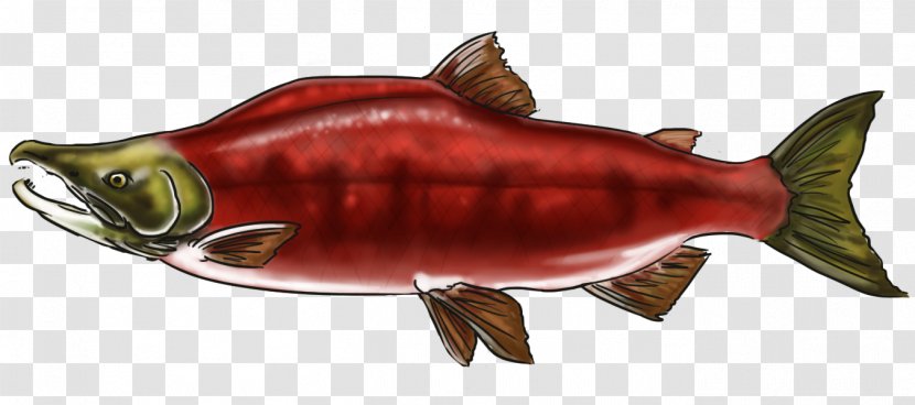 Coho Salmon Fish Products Oily 09777 - Bony Transparent PNG