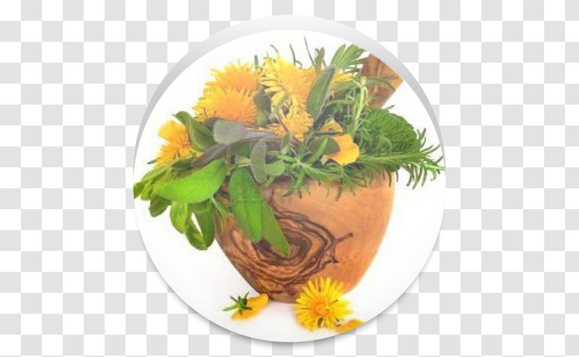 Common Dandelion Medicinal Plants Herb Pharmaceutical Drug Therapy - Uterine Fibroid - Plant Transparent PNG