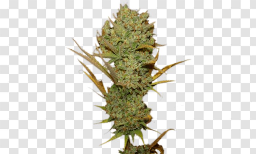 Cannabis Sativa Seed Haze Feminized - Plant Transparent PNG