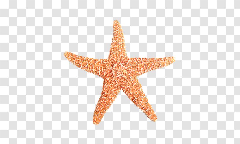 Starfish Sea Amelas Clip Art - Peach Transparent PNG