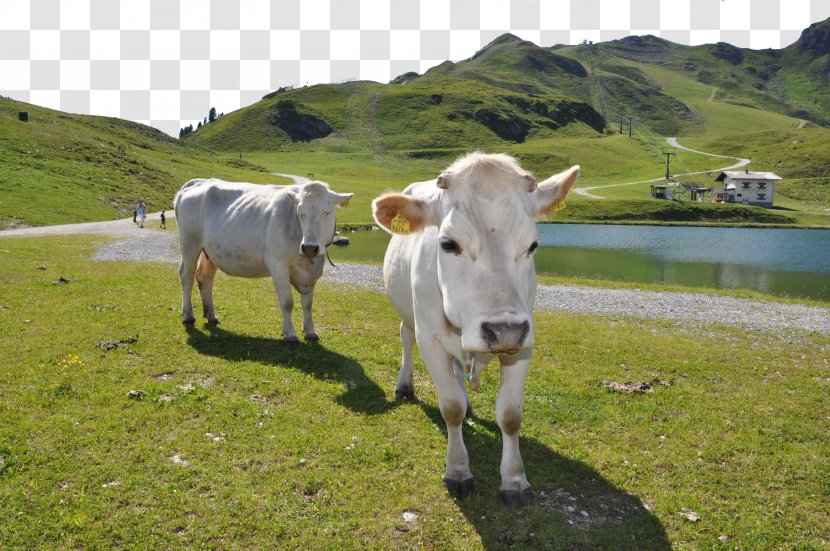 Grass On The Cattle - Like Mammal - Cow Goat Family Transparent PNG