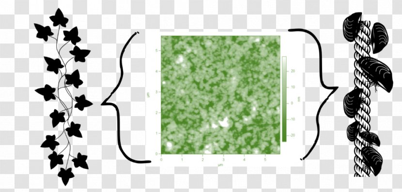 Biomedical Technology Engineering Leaf Antimicrobial Surface - Flora Transparent PNG