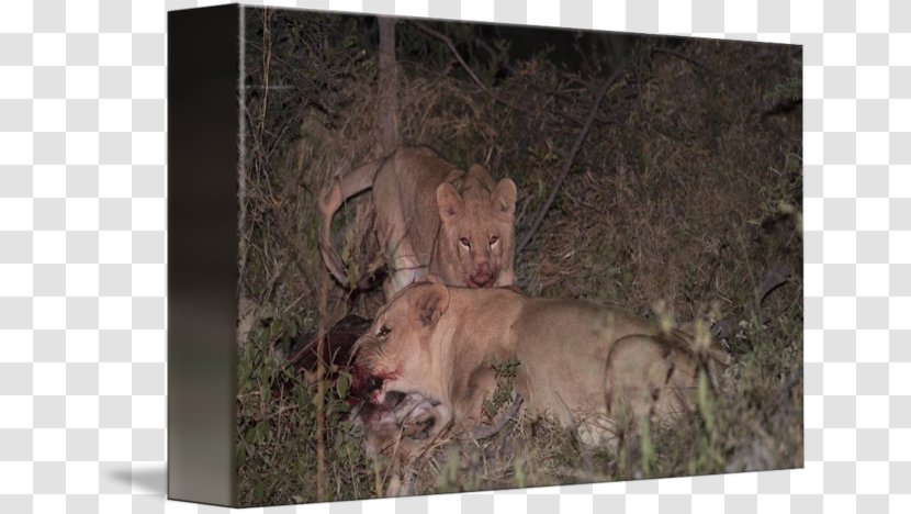 Lion Stock Photography Botswana Meat - Wildlife - Eating Transparent PNG