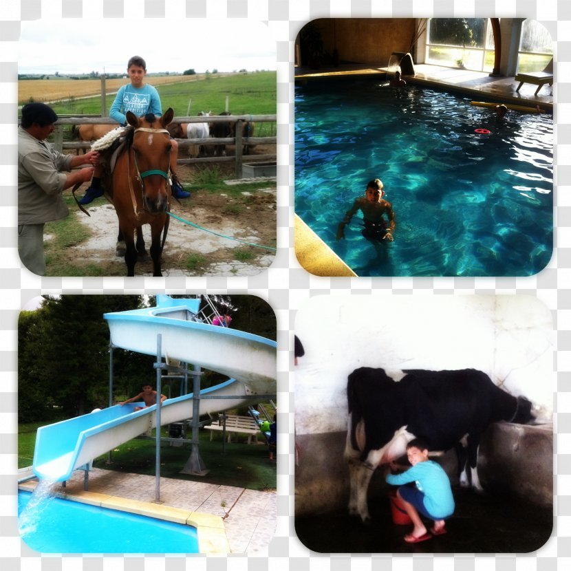 Horse Recreation Leisure Swimming Pool Vacation Transparent PNG