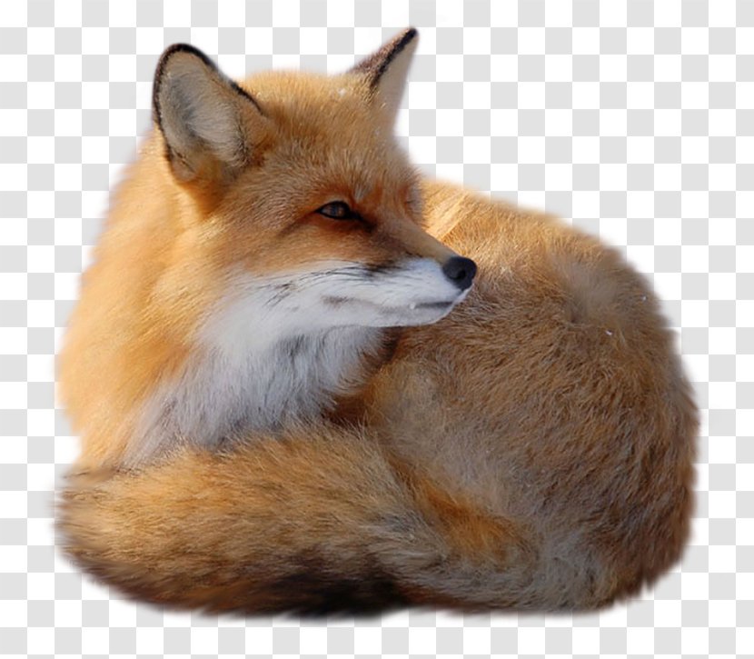 Red Fox Clip Art - Dog Like Mammal - Zorro Transparent PNG
