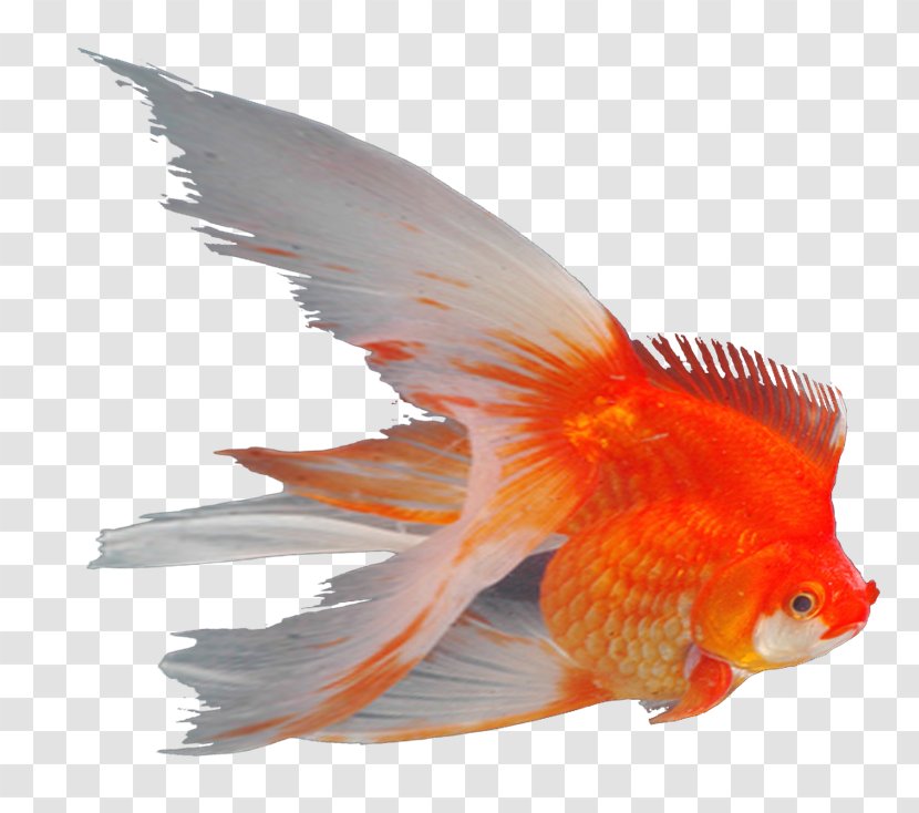 Goldfish Ornamental Fish Feeder Aquarium - Orange - Mar Transparent PNG