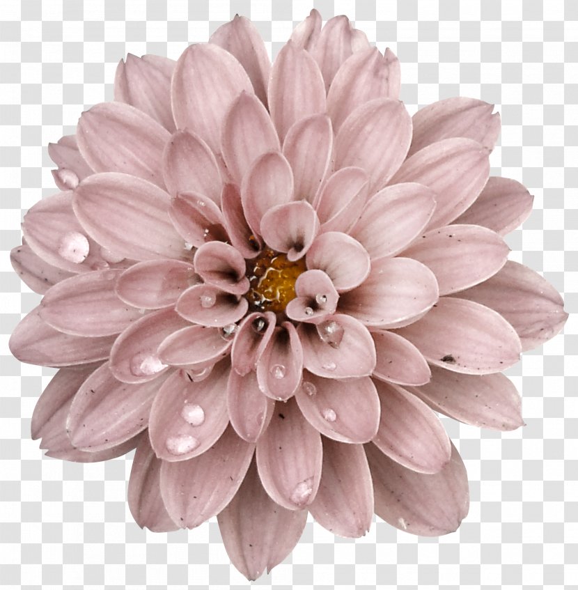 Flowers Background - Dahlia - Aster Gerbera Transparent PNG