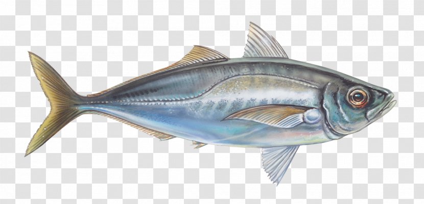 Oily Fish Thunnus Mackerel Sardine - Marine Biology Transparent PNG