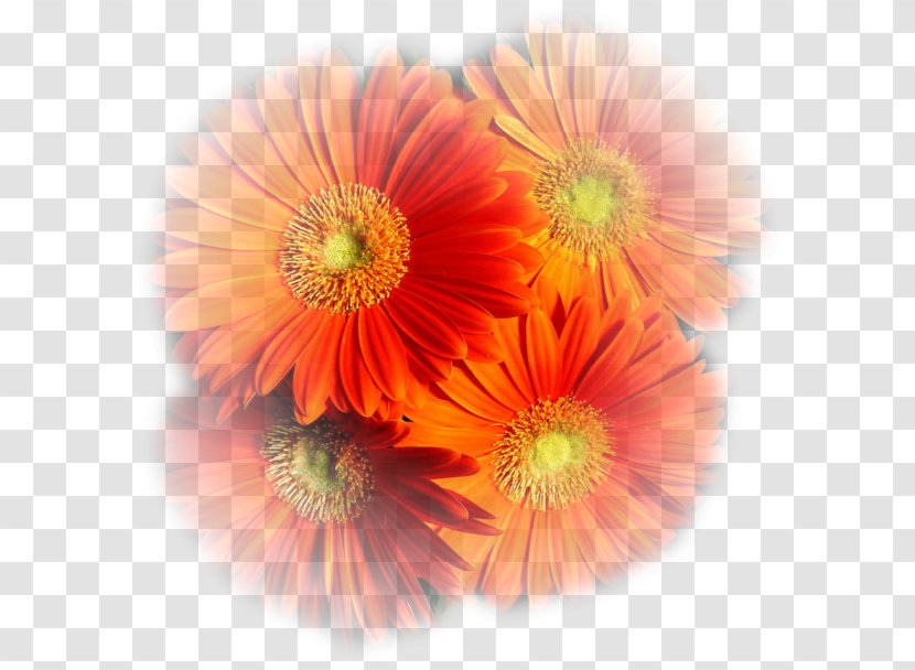 Autumn Coffee Blog Cut Flowers - Rain Transparent PNG