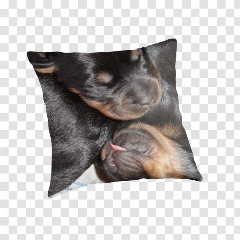 Puppy Manchester Terrier Rottweiler Dog Breed Throw Pillows - Employer Identification Number Transparent PNG