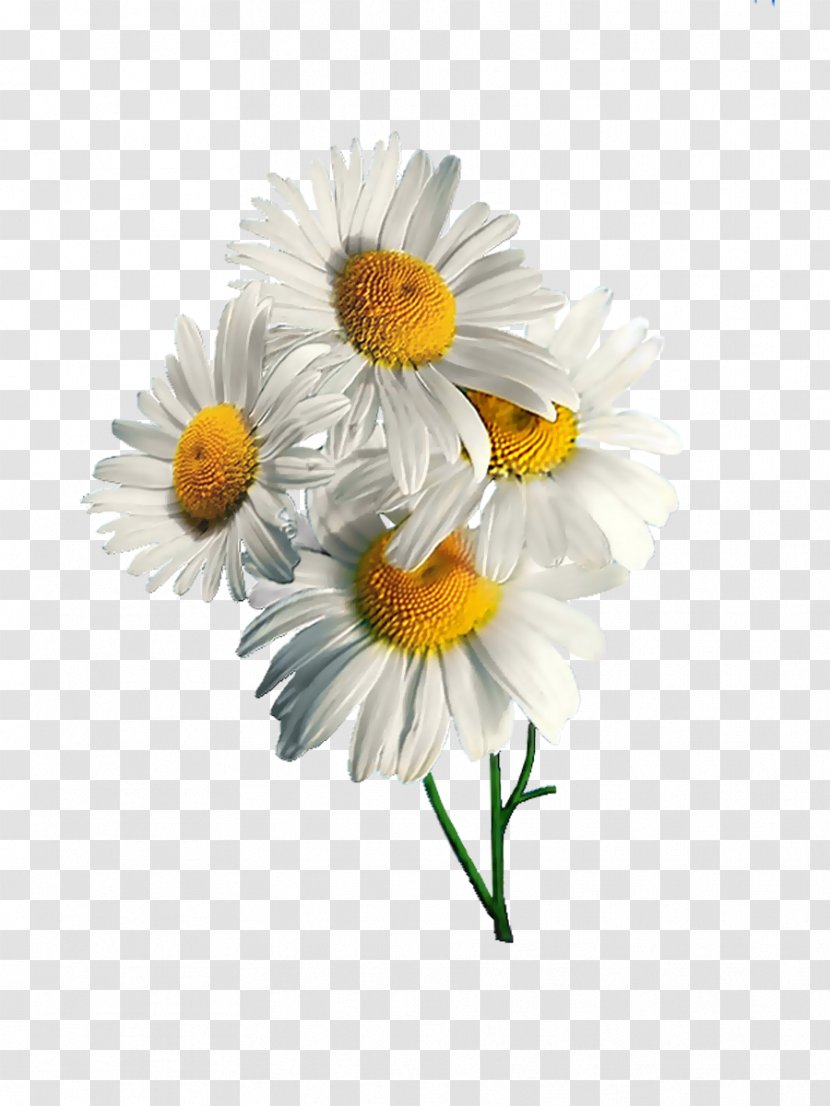 German Chamomile Flower Oxeye Daisy Clip Art - Digital Image Transparent PNG