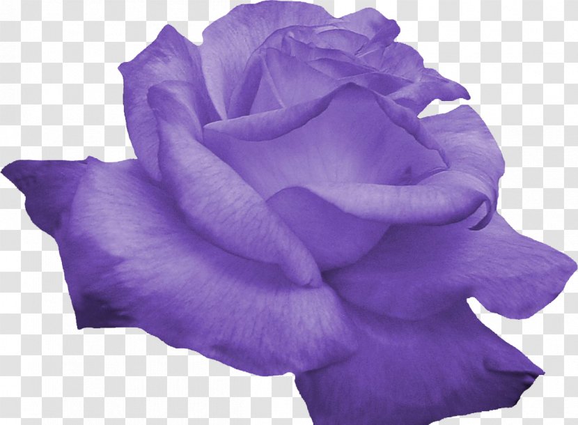 Flower Purple Computer Software - Rose Family - Lilac Transparent PNG