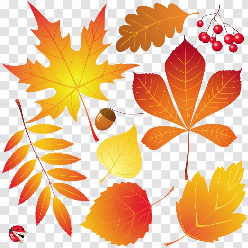 Autumn Leaves Drawing - Royaltyfree Transparent PNG