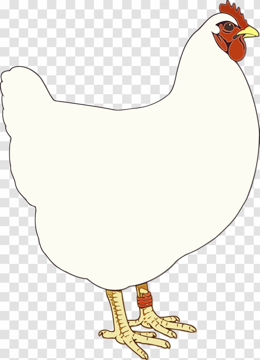 Bird Chicken Rooster Beak Poultry - Fowl - Livestock Transparent PNG