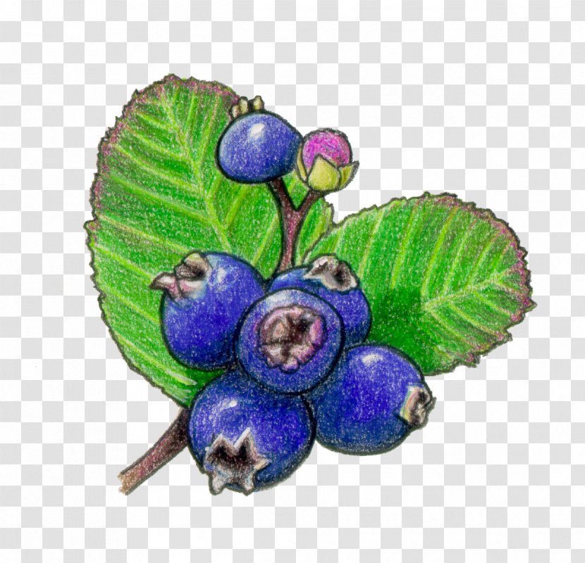 Bilberry Saskatoon Fruit Blueberry - Plum - Berries Transparent PNG