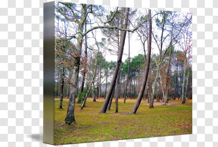 Temperate Broadleaf And Mixed Forest Woodland Nature Reserve Coniferous Transparent PNG