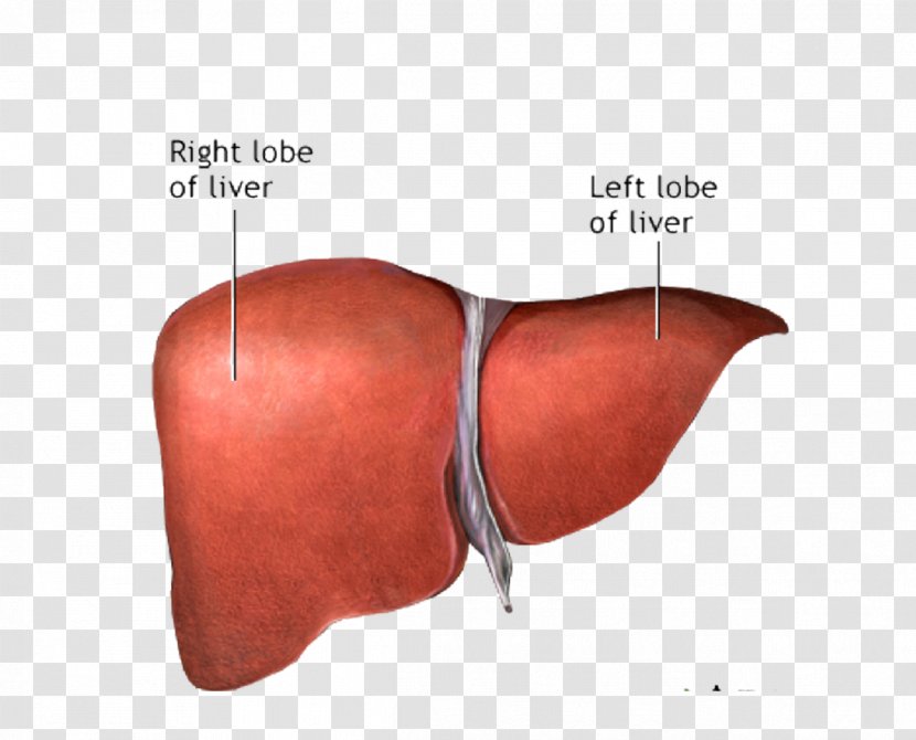 Liver Cancer Image Transplantation Anatomy - Frame Transparent PNG