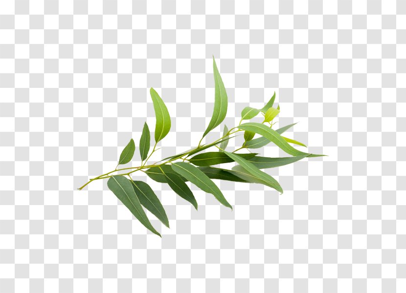 Eucalyptus Radiata Smithii Globulus Polybractea Oil - Royaltyfree Transparent PNG