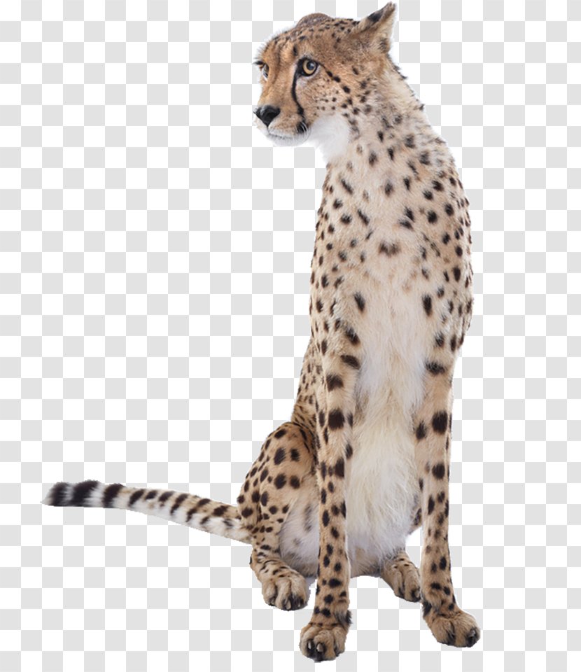 Cheetah Leopard Graphic Design - Snout - Hand Painted Material Transparent PNG