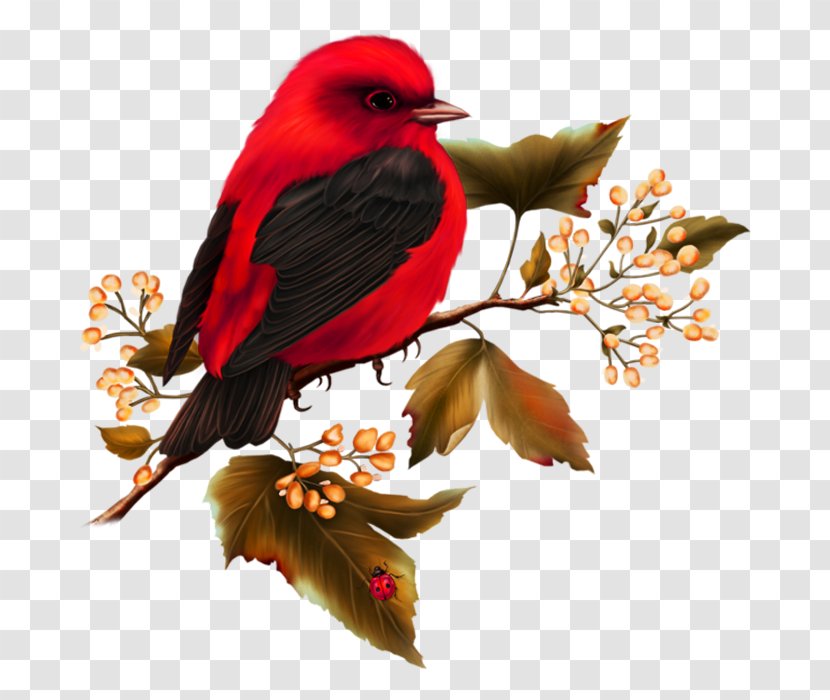 Hummingbird Free Content Clip Art - Bird Flight - Birds Transparent PNG