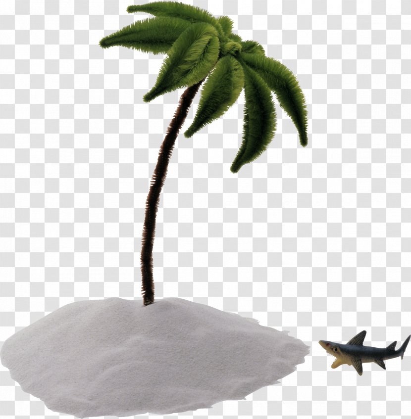 Arecaceae Tree Pipe Cleaner Stock Photography - Getty Images - Island Transparent PNG