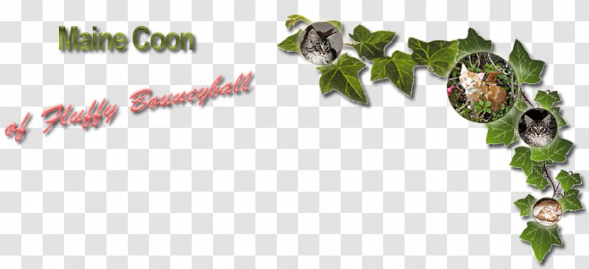 Maine Coon Raccoon Teltow Berlin - Tree Transparent PNG