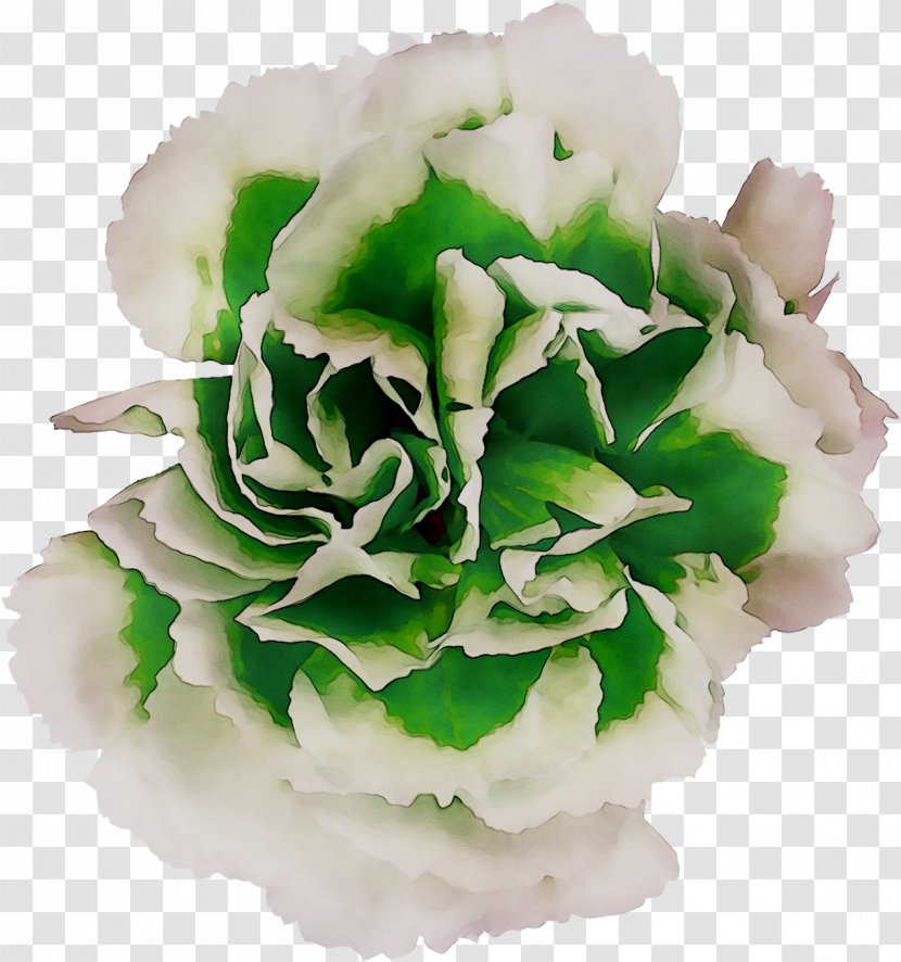 Cut Flowers Rose Family M Invest D.o.o. - Flower - Flowering Plant Transparent PNG