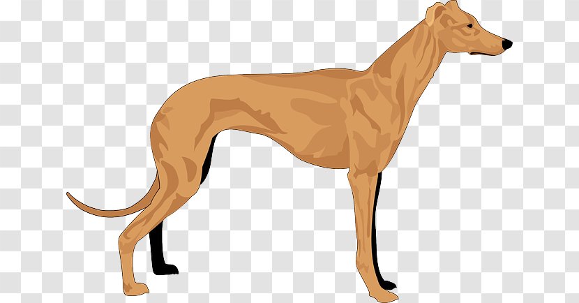 Greyhound Basset Hound Whippet Coat - Longdog - Dog Like Mammal Transparent PNG