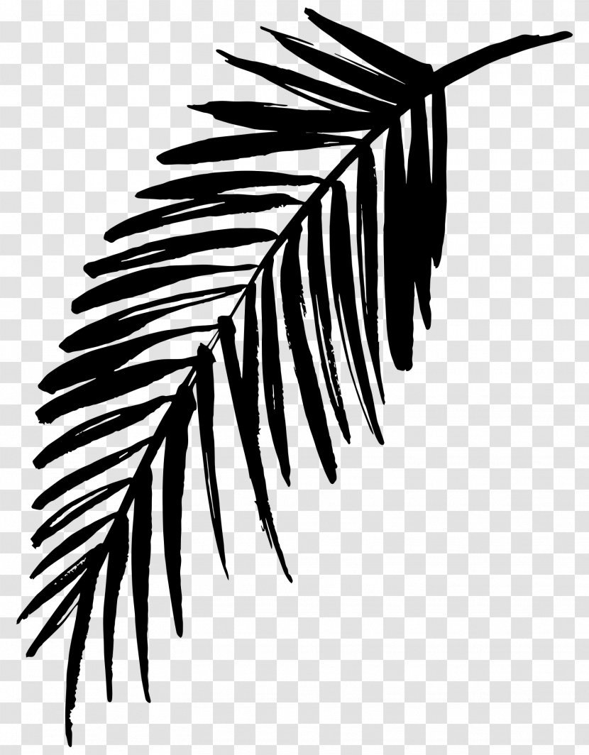 Palm Trees Line Leaf - Vascular Plant - Arecales Transparent PNG