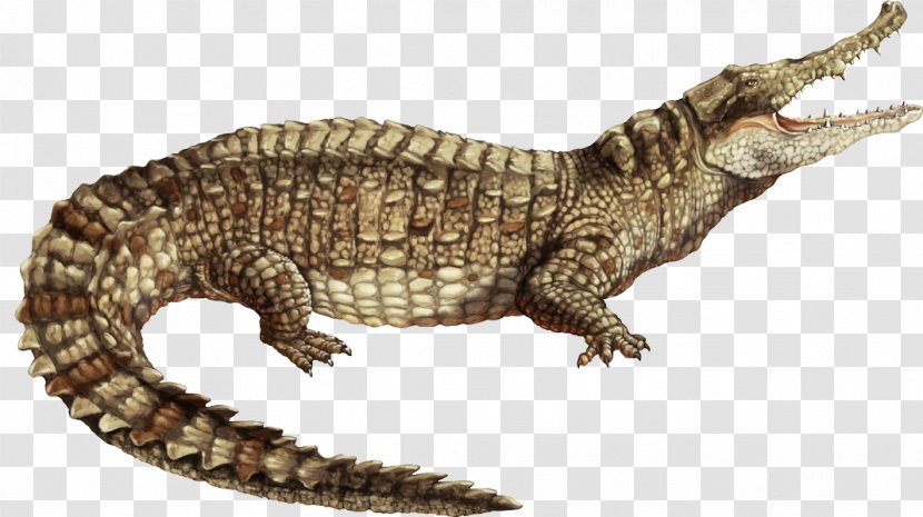 Nile Crocodile Alligator Spectacled Caiman American Transparent PNG