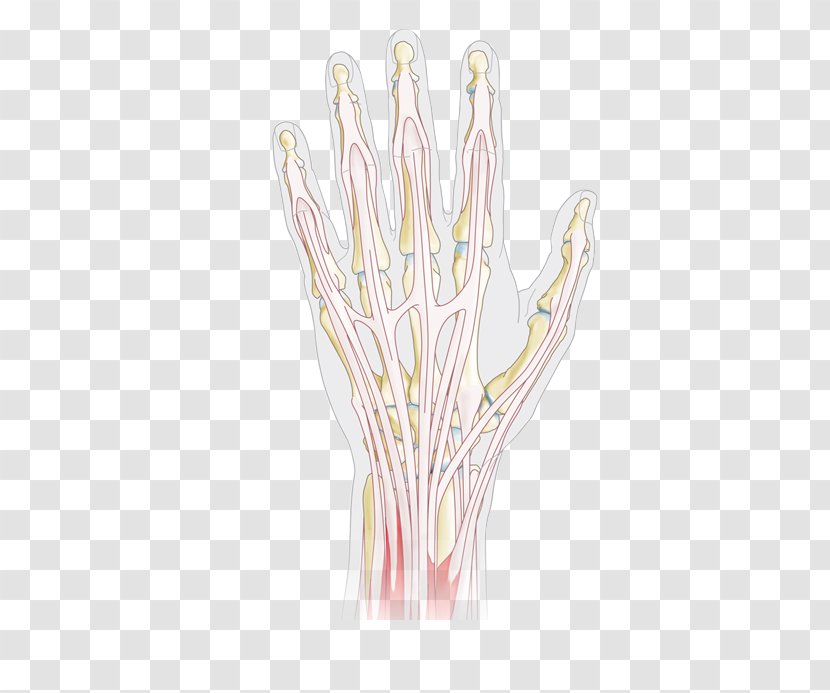 Hand Model Thumb Organism - Cartoon Transparent PNG