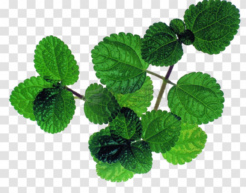 Mentha Spicata Peppermint Leaf - Photography - Fresh Mint Leaves Picture Material Transparent PNG