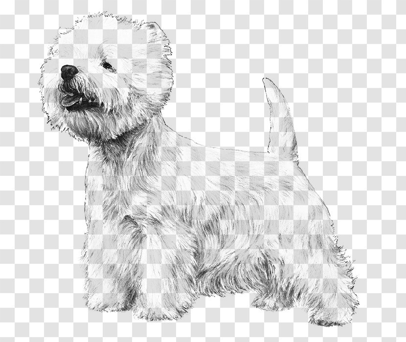 West Highland White Terrier Cairn Yorkshire Scottish Black Russian - Dog Like Mammal - Puppy Transparent PNG