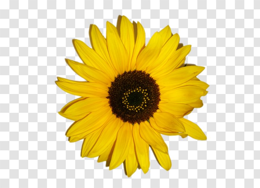 Paper Common Sunflower Stock Photography Transvaal Daisy - Party - Sunflowers Transparent PNG