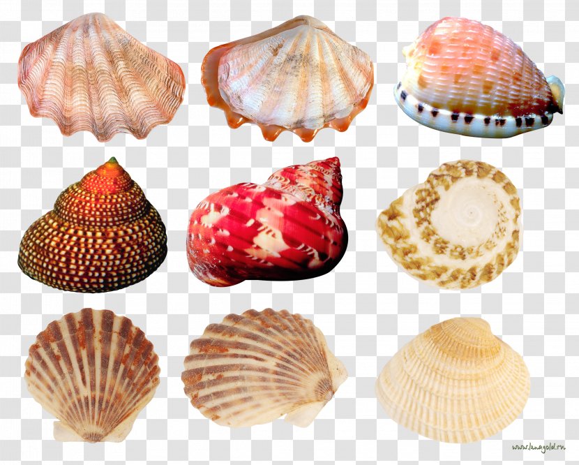 Cockle Seashell Conchology - Adobe Premiere Pro - Creative Scallops Conch Collection Transparent PNG