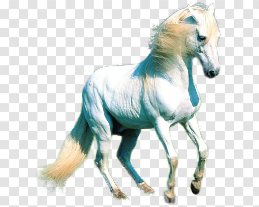 Mustang White Horse - Tail Transparent PNG