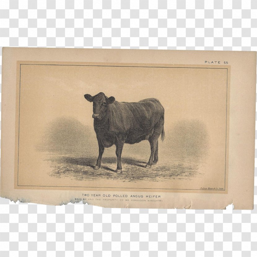 Bull Cattle Ox Fauna Snout Transparent PNG