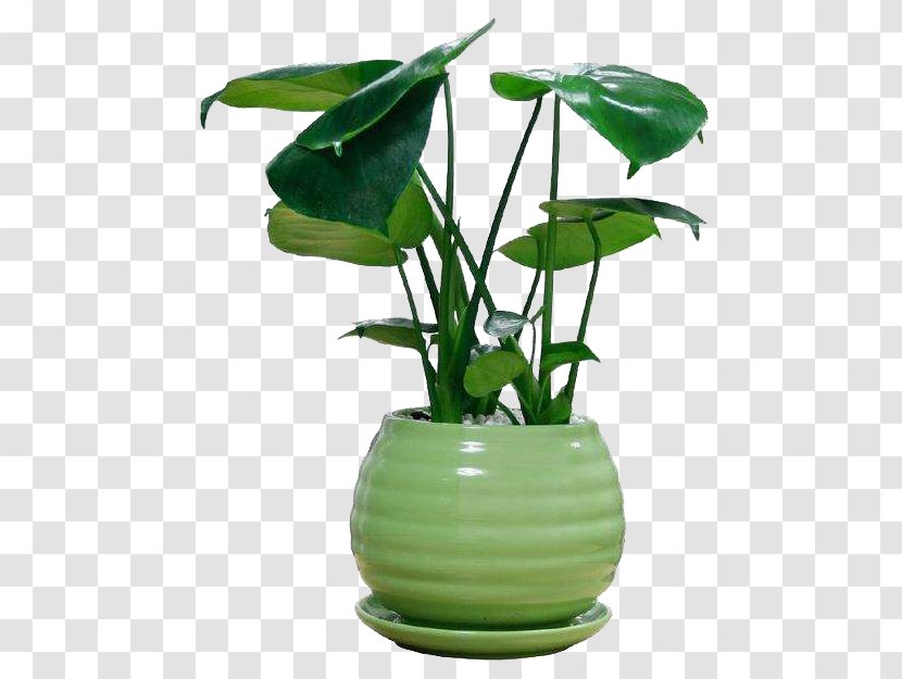 Swiss Cheese Plant Houseplant Bamboo - Chlorophytum Comosum - Ornamental Potted Transparent PNG