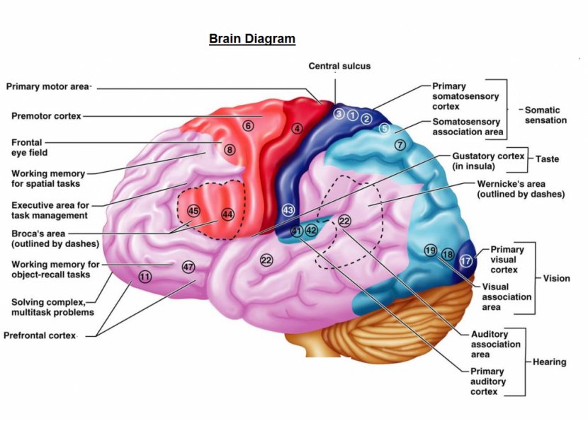 Cerebral Cortex Cerebrum Brain Function Primary Motor - Silhouette - Diagram Transparent PNG