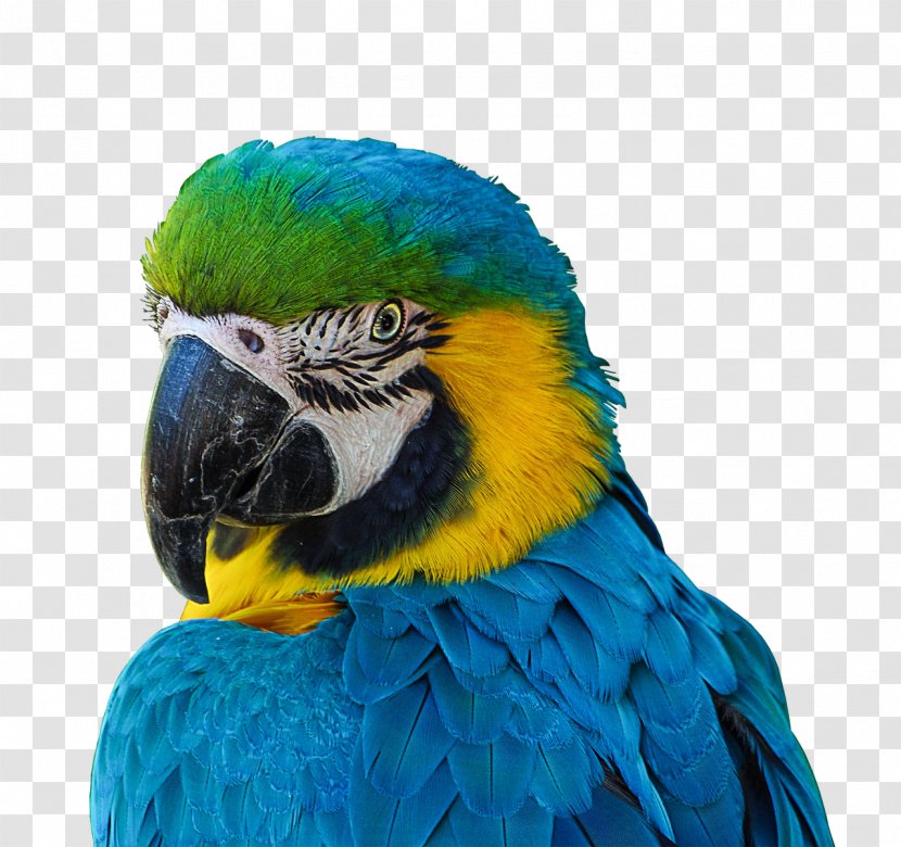 Parrot Bird Blue-and-yellow Macaw Scarlet Military Transparent PNG