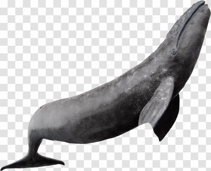 Dolphin Whale Sea Lion Marine Mammal Cetacea - Porpoise Transparent PNG