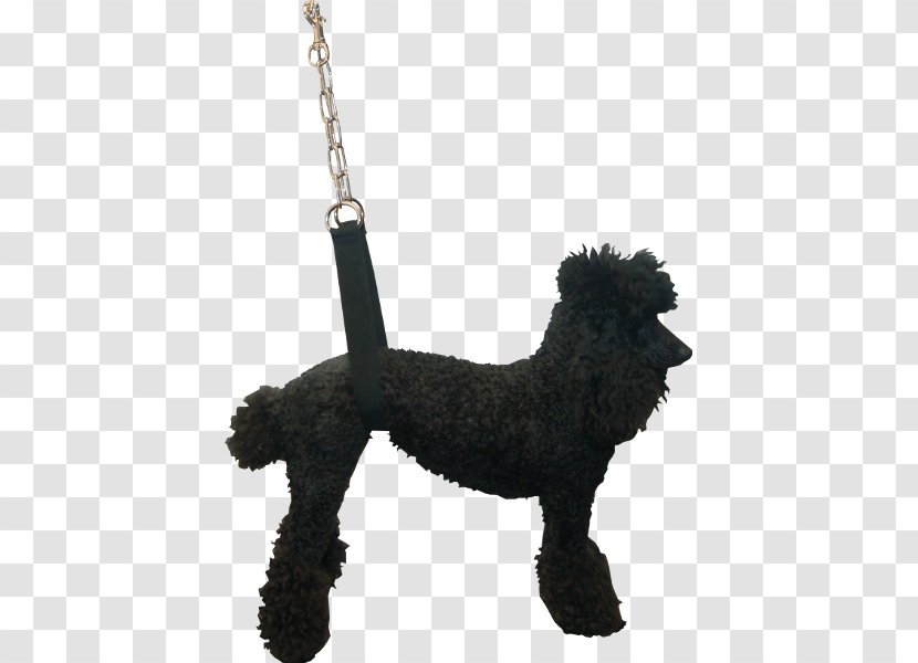 Standard Poodle Spanish Water Dog Portuguese Barbet Affenpinscher - Breed - Yellow Strap Transparent PNG