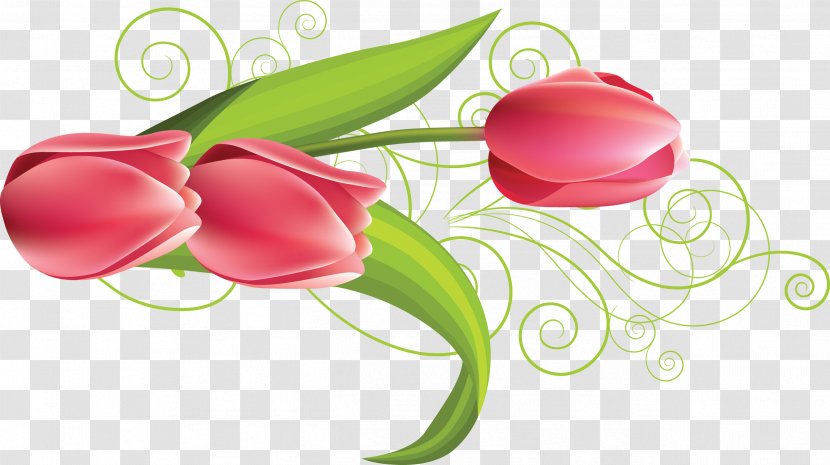 Flower Tulip - Plant Stem Transparent PNG