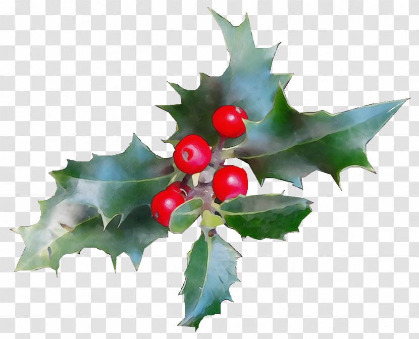 Holly - Paint - Hawthorn Tree Transparent PNG