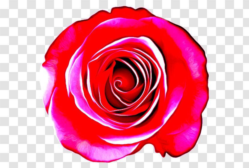 Garden Roses - Pink - Plant Floribunda Transparent PNG
