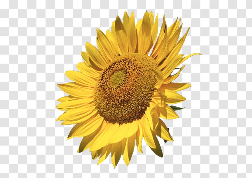 Clip Art - Common Sunflower Transparent PNG