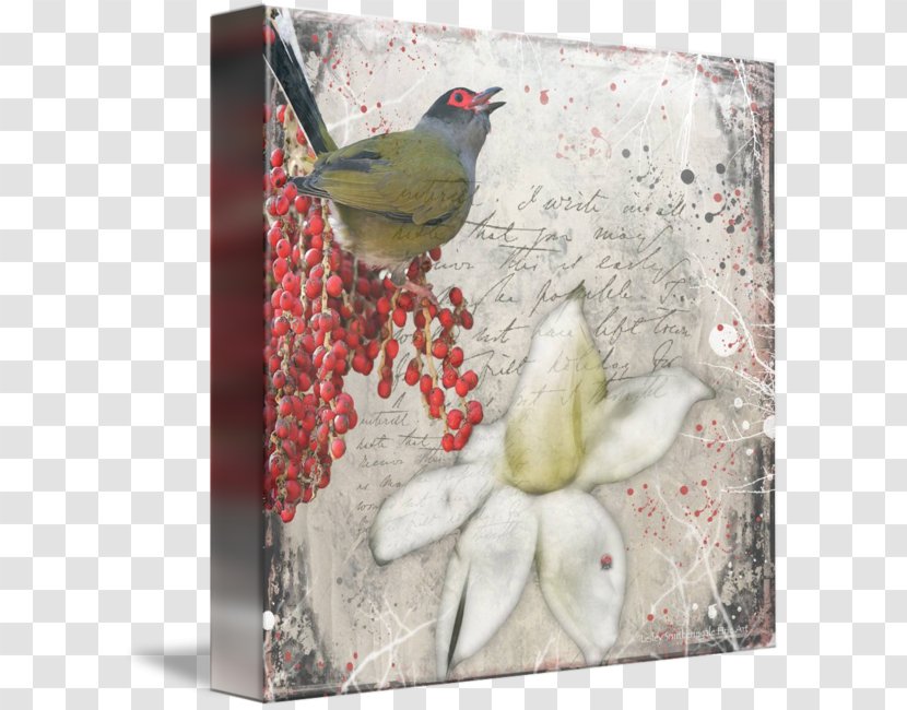 Finches Gallery Wrap Australasian Figbird Canvas - Bird Transparent PNG
